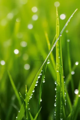 嫩绿的青草挂露珠露水摄影图