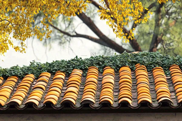 秋天屋檐瓦砾黄了的树木摄影图