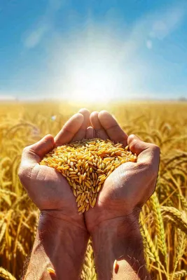 金黄的稻田手捧粮食珍惜粮食芒种世界粮食日摄影图 金黄的稻田手捧粮食珍惜粮食芒种世界粮食日摄影图