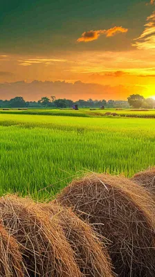 春天落日温馨稻草水稻农田种植，小满芒种摄影图