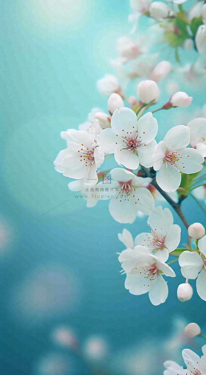 春天浪漫白色樱花花朵，立春春分摄影图