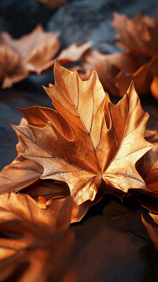 秋叶秋天落叶金黄色秋分 秋叶秋天落叶金黄色秋分