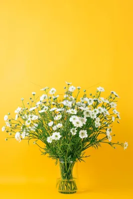 小雏菊白色花朵花瓶黄色背景摄影图