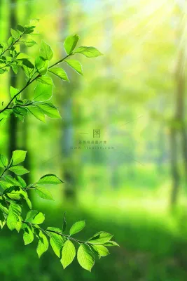 阳光绿叶森林大自然风景绿意春分夏至立夏清新摄影图