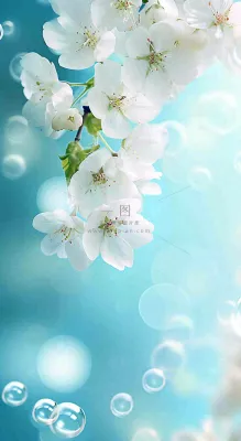 唯美清新白色鲜花,文艺新鲜浪漫情人节摄影图 唯美清新白色鲜花,文艺新鲜浪漫情人节摄影图