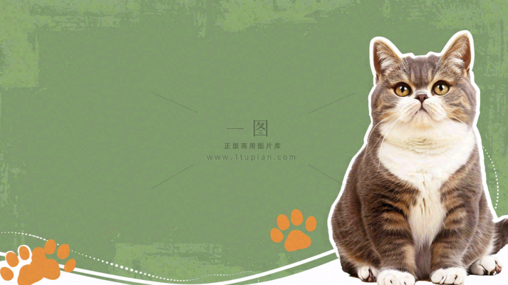 猫狗宠物店宣传卡通插画背景 猫狗宠物店宣传卡通插画背景