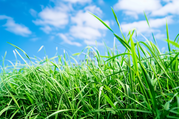 水稻禾苗小满芒种摄影图