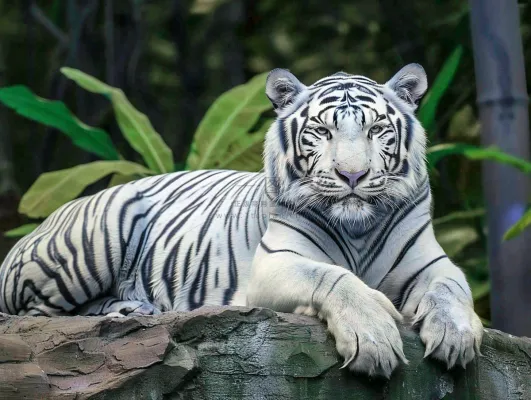 白虎趴着石头上的老虎动物摄影图