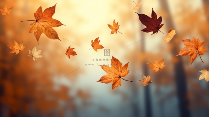 秋天落叶枯黄叶片摄影图