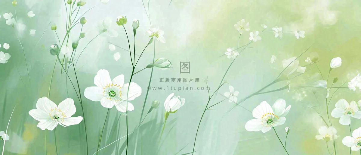 清新白色小花野花野草春天萌芽手绘，春分