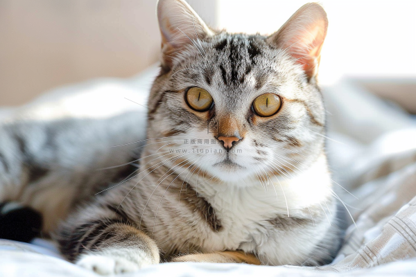 猫咪宠物猫可爱动物摄影图