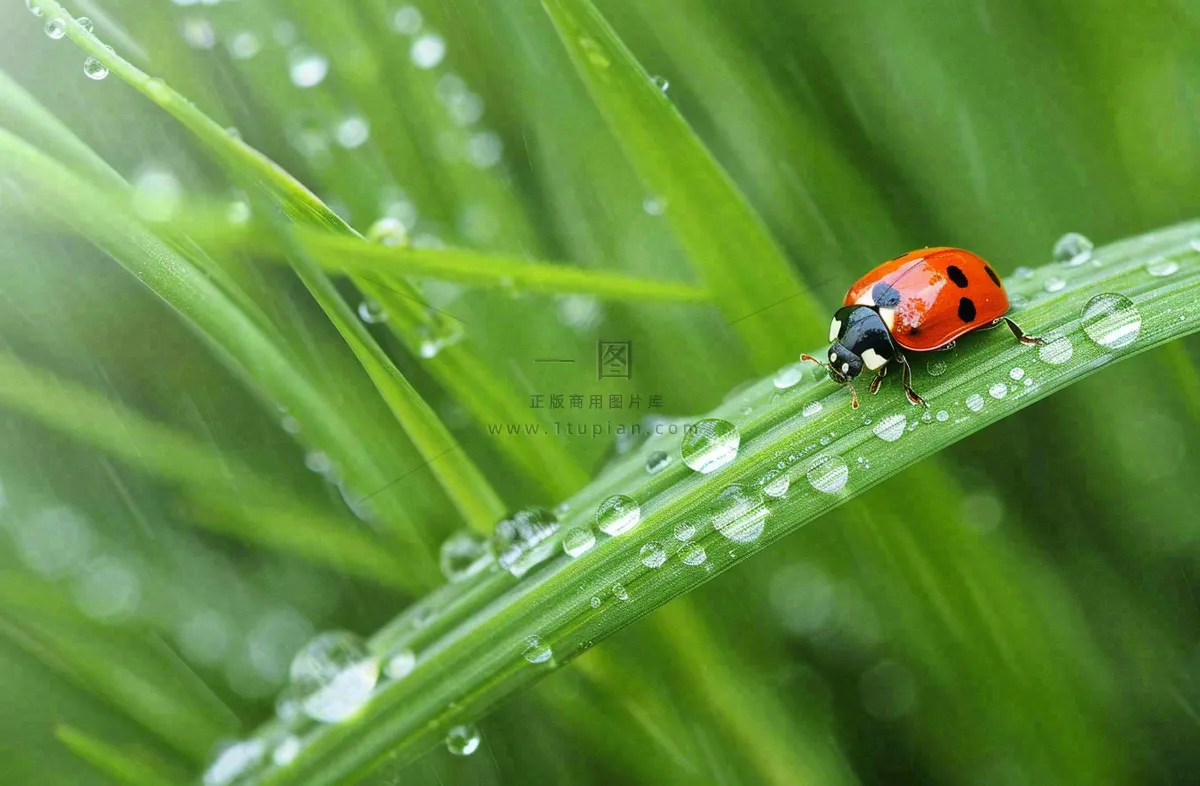 春天绿叶上的昆虫瓢虫露珠 雨水谷雨寒露摄影图