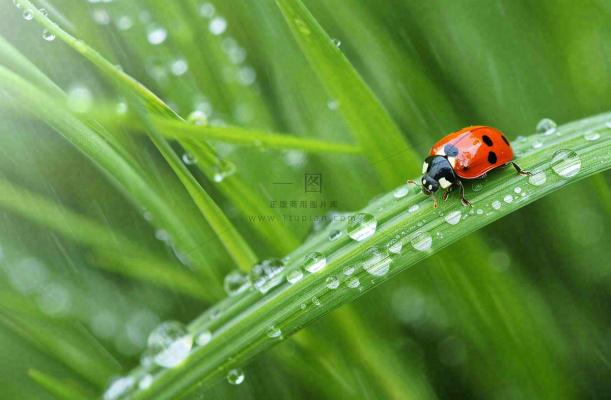 春天绿叶上的昆虫瓢虫露珠 雨水谷雨寒露摄影图 春天绿叶上的昆虫瓢虫露珠 雨水谷雨寒露摄影图