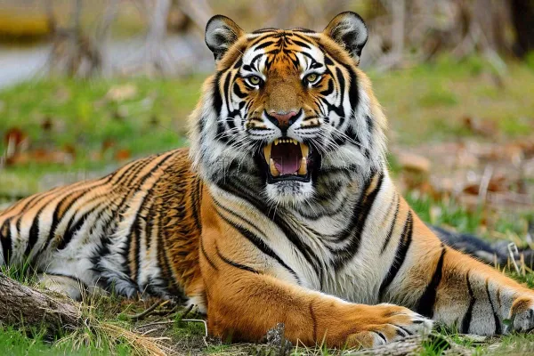 老虎动物园草地上趴着的老虎摄影图