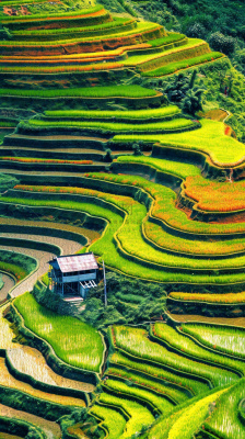 春天唯美绿色梯田种植,乡村小屋,谷雨摄影图 春天唯美绿色梯田种植,乡村小屋,谷雨摄影图