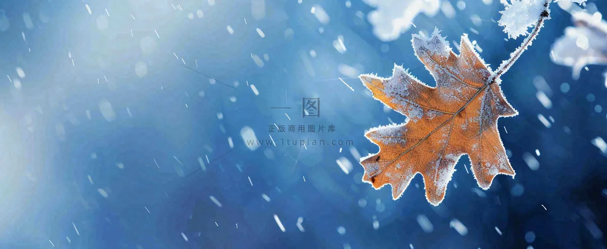 冬季大雪植物叶子上的雪花霜降小寒小雪大雪摄影图