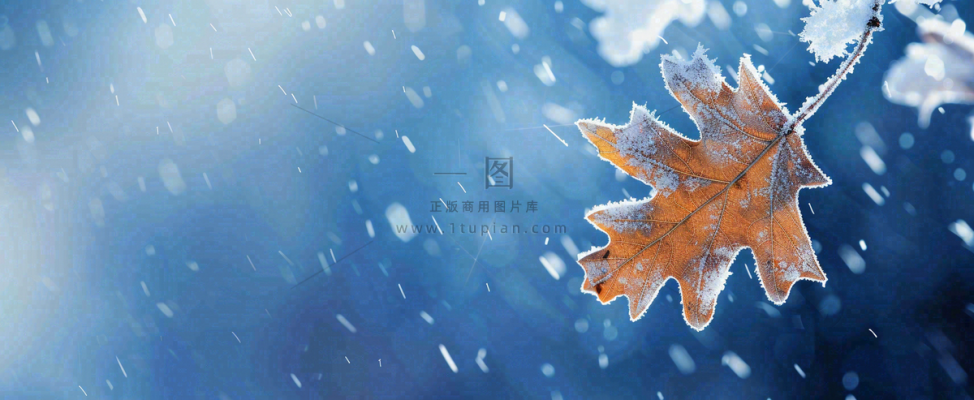 冬季大雪植物叶子上的雪花霜降小寒小雪大雪摄影图 冬季大雪植物叶子上的雪花霜降小寒小雪大雪摄影图