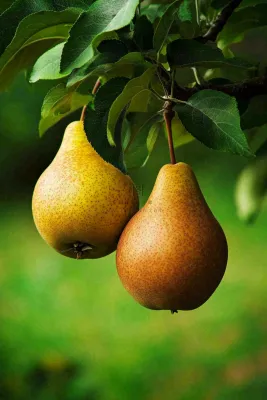 梨树成熟的梨子水果可口摄影图