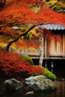 秋末雨过红枫叶苏州庭院风景摄影图