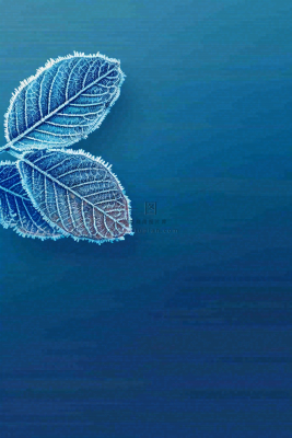 冬天树叶上结着白霜霜降摄影图 冬天树叶上结着白霜霜降摄影图