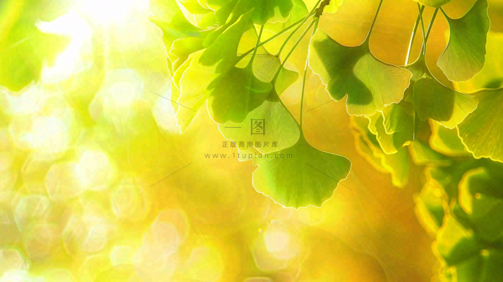 秋天美景银杏叶阳光唯美立秋摄影图