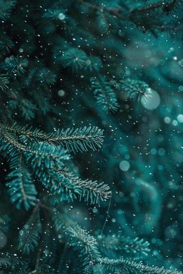 冬天森林里的松针树寒冷霜降摄影图 冬天森林里的松针树寒冷霜降摄影图