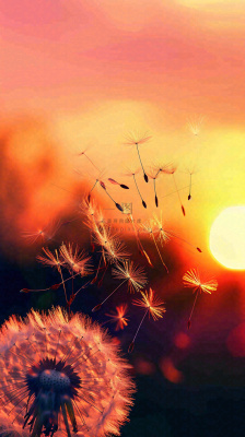 春天落日户外分散种子蒲公英夕阳晚霞摄影图