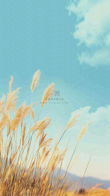秋天蓝天户外芦苇草，立秋秋分摄影图