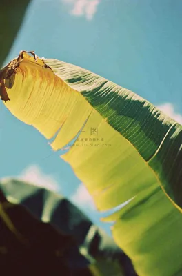 香蕉树芭蕉叶绿色植物摄影图