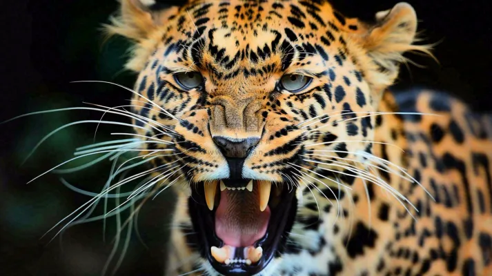 猎豹凶猛的豹子头部面部特写保护动物摄影图