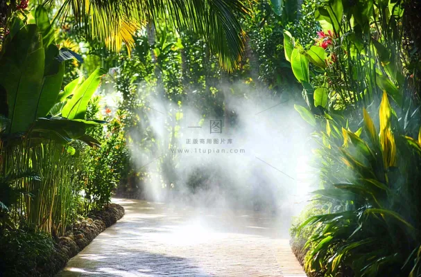 热带植物园绿植摄影图 热带植物园绿植摄影图