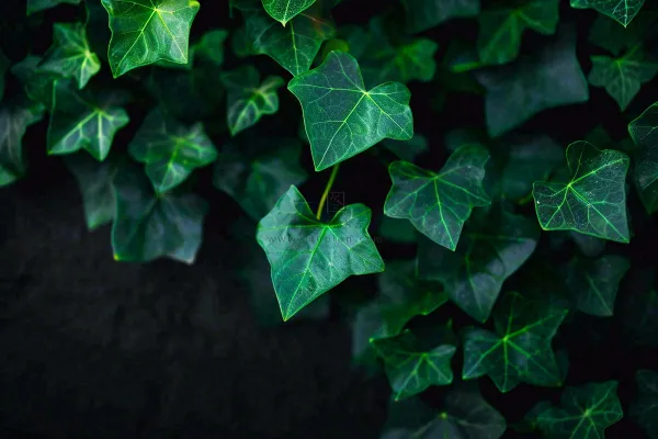清新绿叶绿植植物叶子特写立夏夏至大暑春夏摄影图