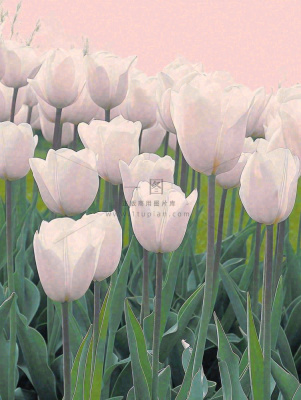 春天粉色郁金香花海绿叶温馨阳光，春分摄影图