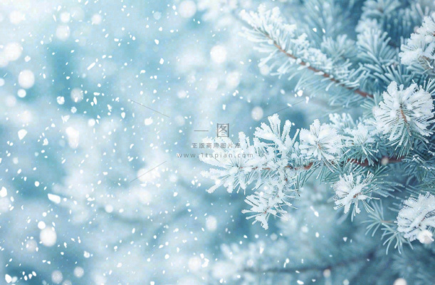 冬天松树上挂满了白雪雾凇立冬霜降冬至大雪摄影图