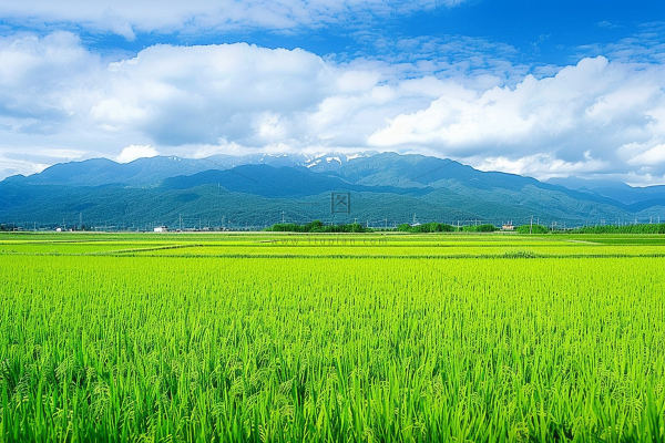 大片农田水稻远山蓝天白云摄影图
