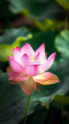 夏日清新荷塘荷花绿色大气摄影,立夏夏至处暑摄影图 夏日清新荷塘荷花绿色大气摄影,立夏夏至处暑摄影图