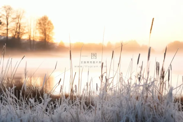 清晨白霜布满植物冷气摄影图