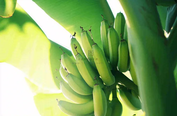 香蕉树芭蕉叶青香蕉水果摄影图