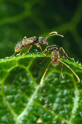 蚂蚁黑蚂蚁植物春天昆虫摄影图

