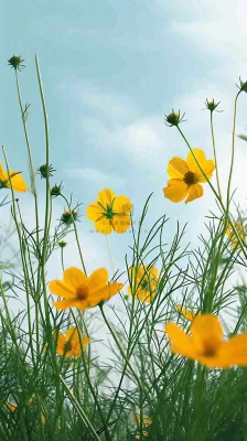 春天小黄花花朵阳光蓝天白云清新，立春惊蛰春分摄影图