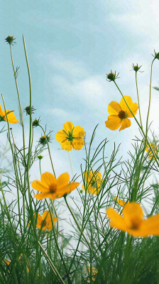 春天小黄花花朵阳光蓝天白云清新,立春惊蛰春分摄影图 春天小黄花花朵阳光蓝天白云清新,立春惊蛰春分摄影图