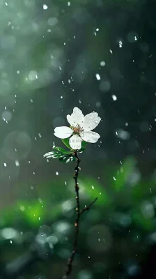 春天白色花朵枝叶在雨中,新鲜绿叶鲜花,雨水谷雨摄影图 春天白色花朵枝叶在雨中,新鲜绿叶鲜花,雨水谷雨摄影图