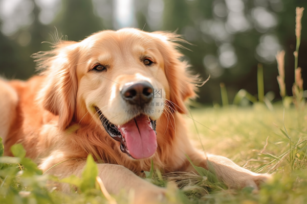 金毛宠物狗趴着公园草坪休息摄影图