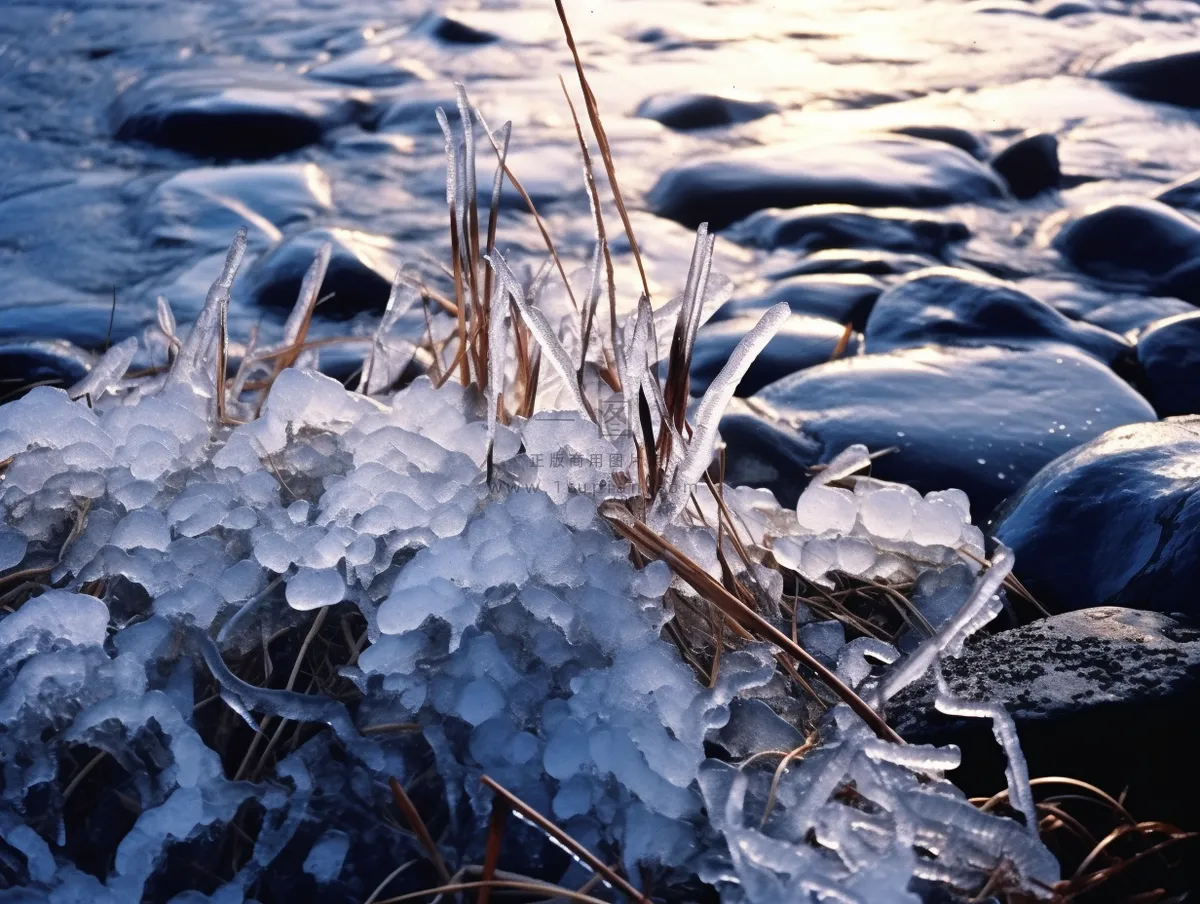 冬季河边石头上结冰的植物积雪摄影图