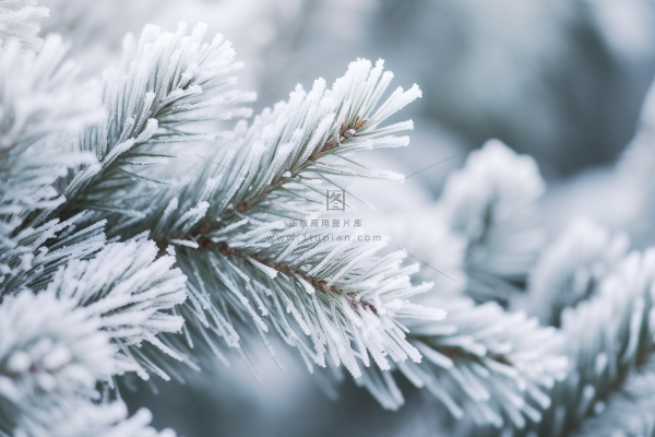 松树上挂满了白霜雾凇摄影图
