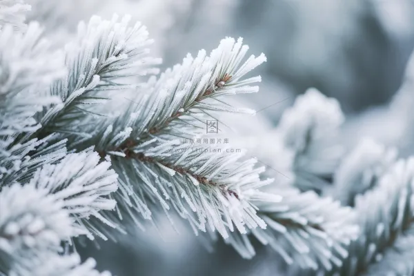 松树上挂满了白霜雾凇摄影图