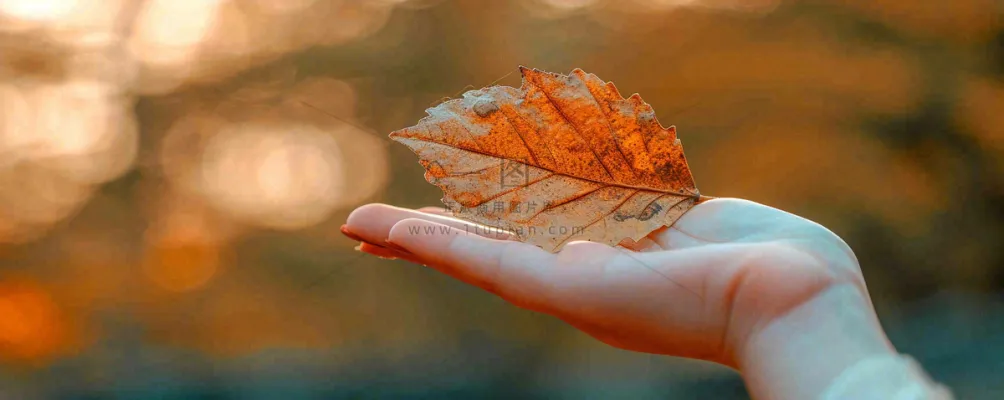 秋天手拿秋叶落日光照,温馨特写,立秋秋分摄影图 秋天手拿秋叶落日光照,温馨特写,立秋秋分摄影图