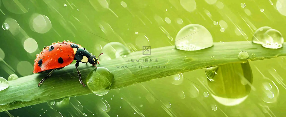 春天雨水叶子绿叶上的七星瓢虫,虫类,谷雨春分摄影图