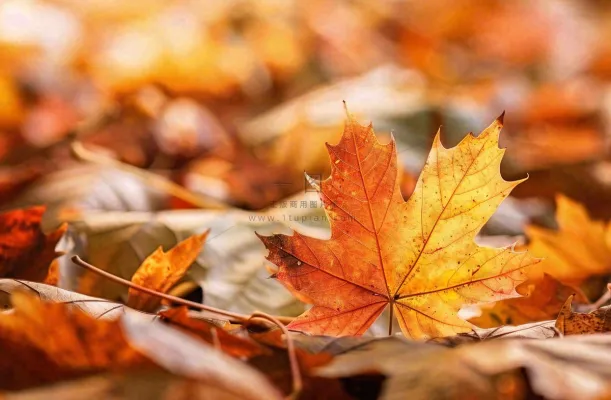 秋天落叶枫叶夕阳阳光立秋秋分摄影图