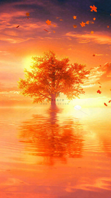 秋天树木的秋叶在河面上飘扬，金黄色温馨，秋分